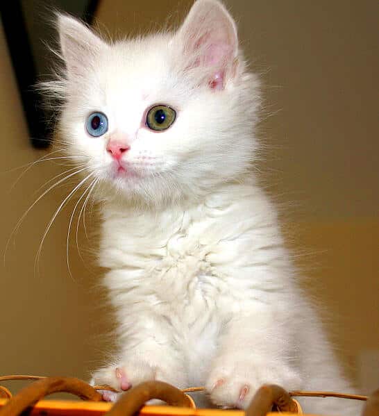 kitten