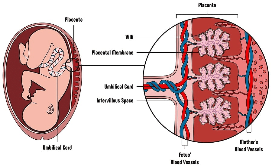 Diagram of a baby in utero with placenta and umbilical cord, illustrating that the mother's and baby's blood vessels remain separate during pregnancy.